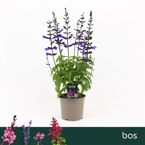 <h4>Salvia Salgoon, Lake Blueberry</h4>