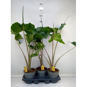 Alocasia macrorrhizos 'Stingray'