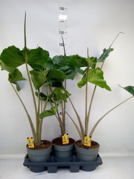 <h4>Alocasia macrorrhizos 'Stingray'</h4>