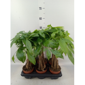 Pachira aquatica