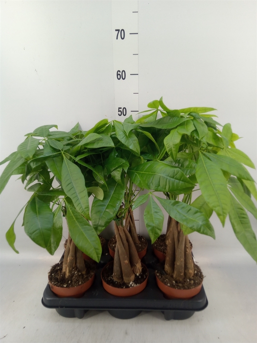 <h4>Pachira aquatica</h4>