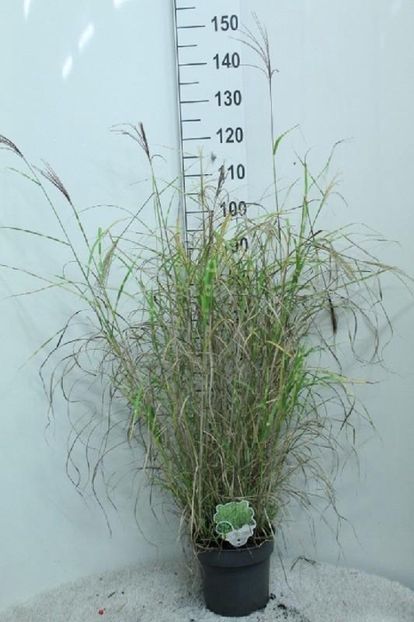 <h4>Miscanthus Sinensis Little Zebra</h4>