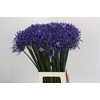 Agapanthus Dr Brouwer