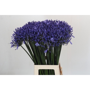 Agapanthus Dr Brouwer