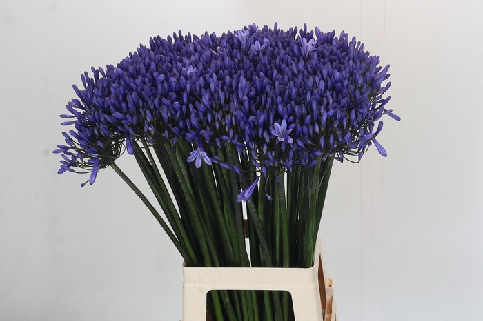 <h4>Agapanthus Dr Brouwer</h4>