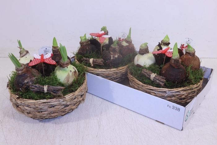 <h4>ARR HIPPEASTRUM</h4>