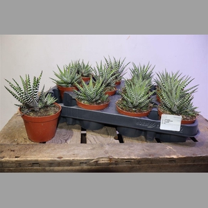 Haworthia F Big Band