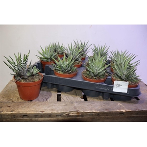 arr8 Haworthia F Big Band