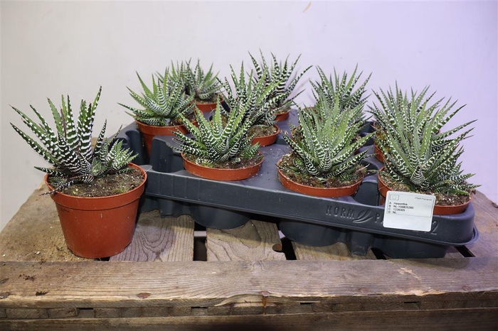 <h4>Haworthia F Big Band</h4>