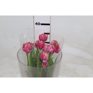 TULIPA DOBRADA BICOLOR VARIADO COM BULBO