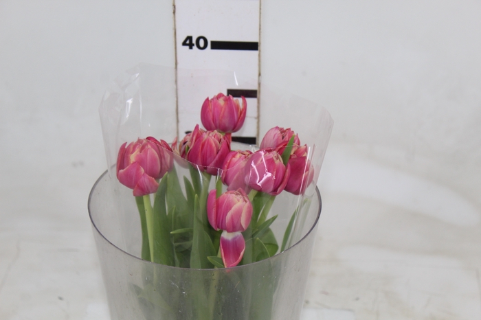 <h4>TULIPA DOBRADA BICOLOR VARIADO COM BULBO</h4>