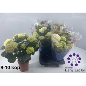 HYDR M SAX BRI WHITE