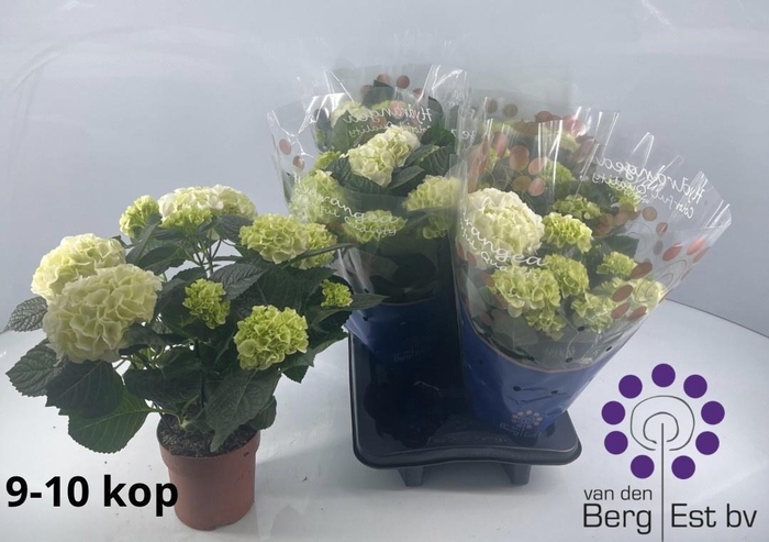 <h4>HYDR M SAX BRI WHITE</h4>