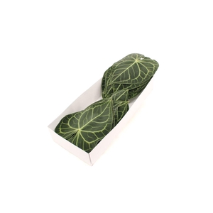 Anthurium Clarinervium X16