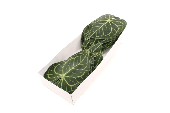 <h4>Anthurium Clarinervium X16</h4>
