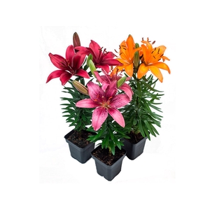 LIRIO VARIADO P12 QUADRADO