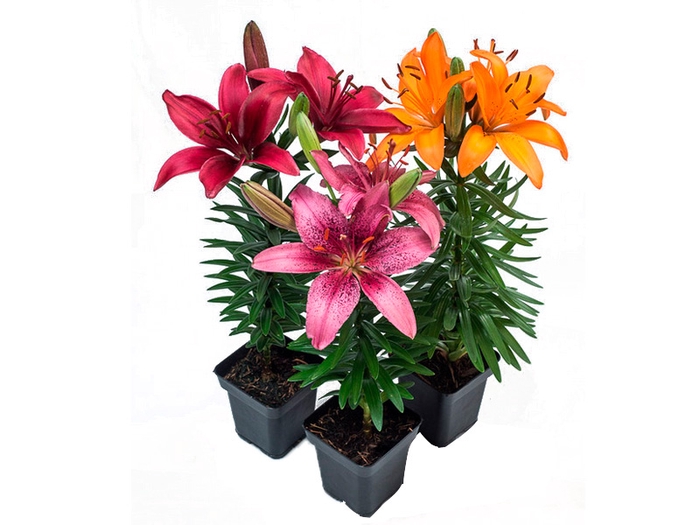 <h4>LIRIO VARIADO P12 QUADRADO</h4>