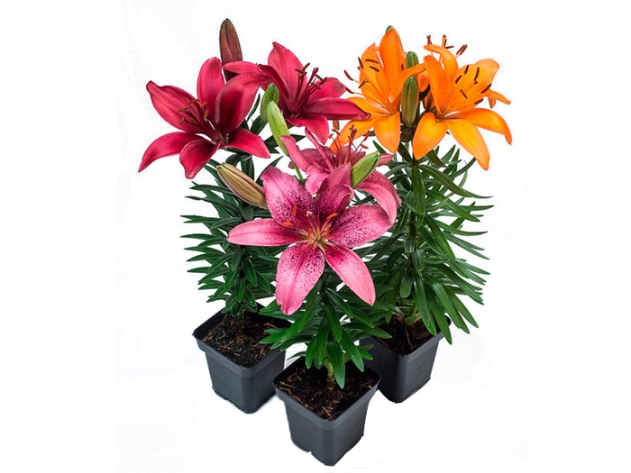 <h4>LIRIO VARIADO P12 QUADRADO</h4>