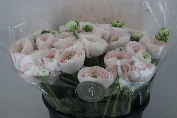 <h4>Ran Cloni Sup Hanoi</h4>