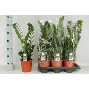 ZAMIO ZAMIIFOLIA P17