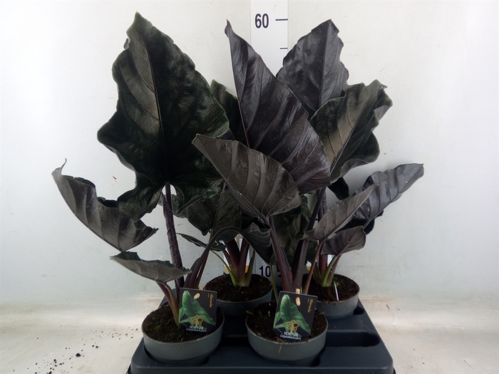 <h4>Alocasia   ...</h4>