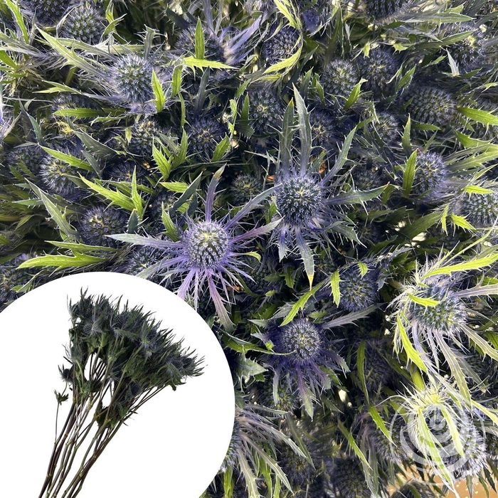<h4>Eryngium Mag. Blue Lagoon</h4>