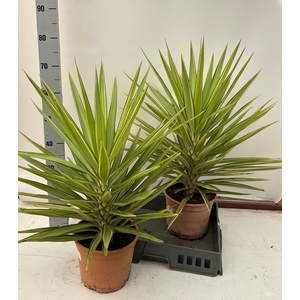 YUCCA JEWEL