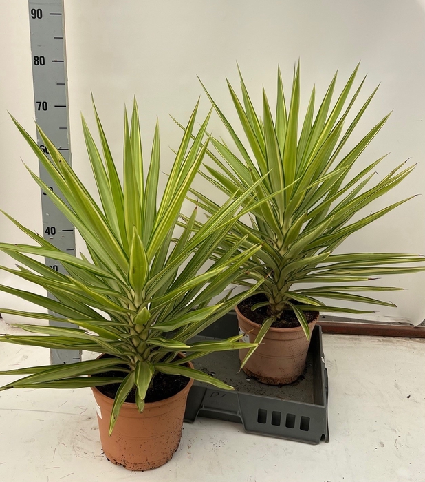 <h4>YUCCA JEWEL</h4>