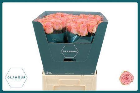 <h4>R Gr Sophia Loren</h4>