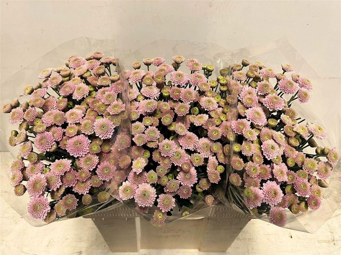 <h4>Chr S Ellison Sweet</h4>