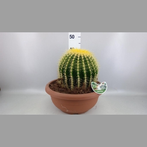 Echinocactus grusonii