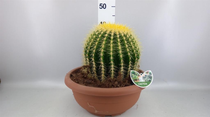 <h4>Echinocactus grusonii</h4>
