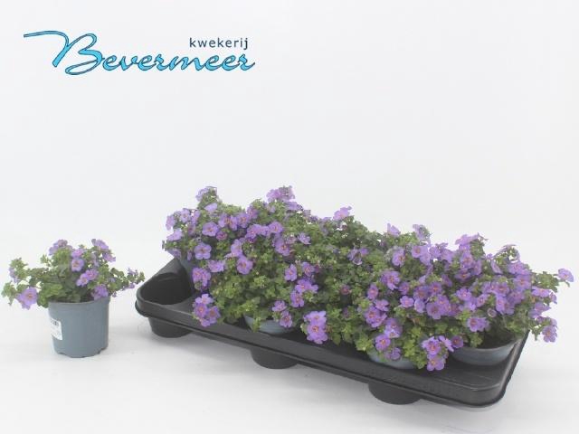 <h4>SUT BLUE SHOWERS</h4>