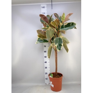 Ficus   ...