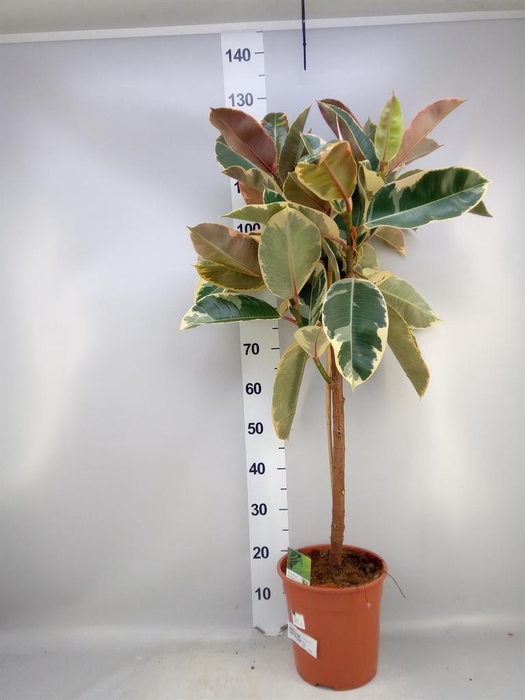 <h4>Ficus   ...</h4>