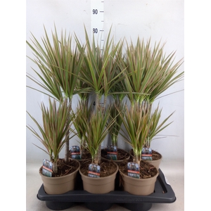 Dracaena marg. 'Bicolor'