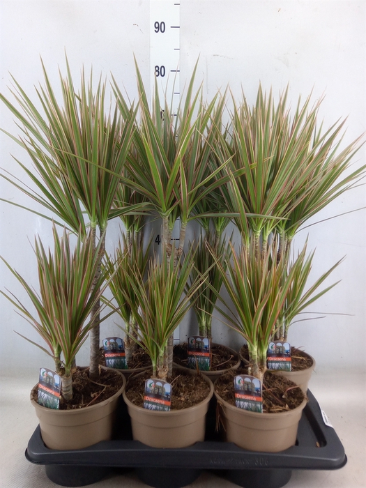 <h4>Dracaena marg. 'Bicolor'</h4>
