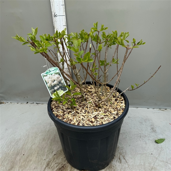 Hydrangea paniculata Bobo p35 / 20 ltr
