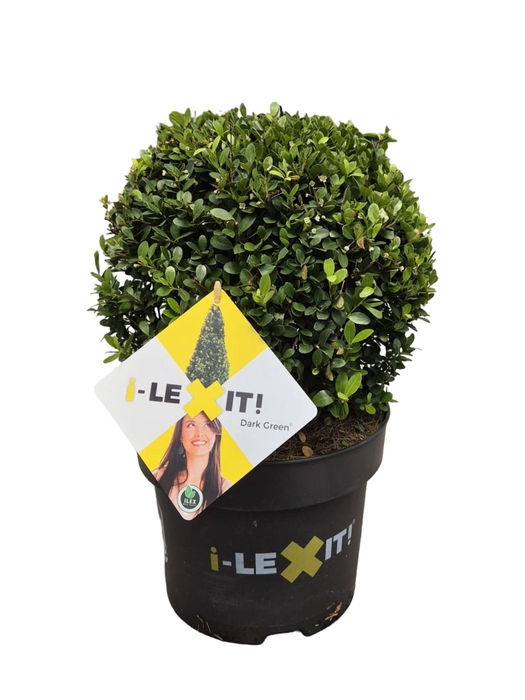 <h4>Ilex crenata Dark Green, P23, Bol Ø25cm</h4>