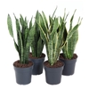 Sansevieria Overig MXSAN19060