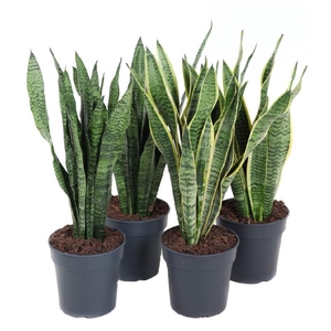 Sansevieria Overig MXSAN19060