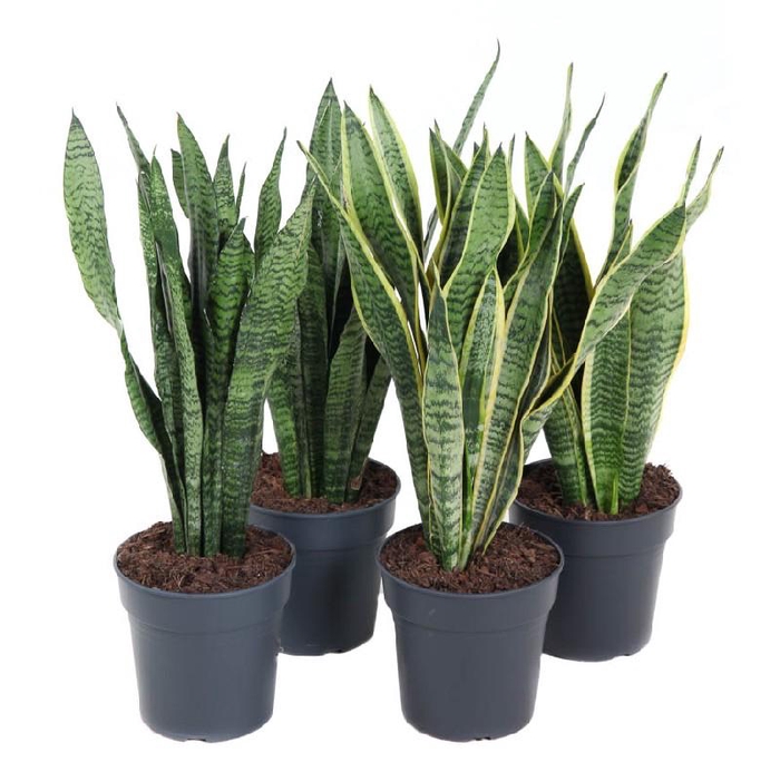 <h4>Sansevieria Overig MXSAN19060</h4>