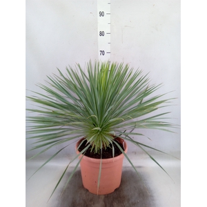 Yucca rostrata