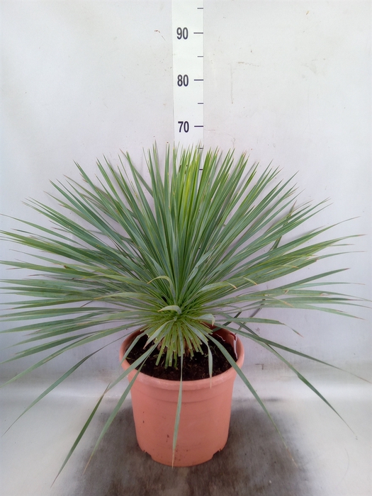 <h4>Yucca rostrata</h4>