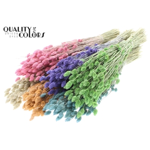 Phalaris per bunch Mixed colours Frosted