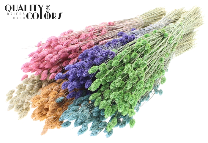 <h4>Phalaris per bunch Mixed colours Frosted</h4>