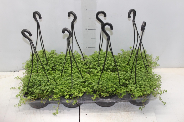 <h4>BARBA DE MOISES C13</h4>