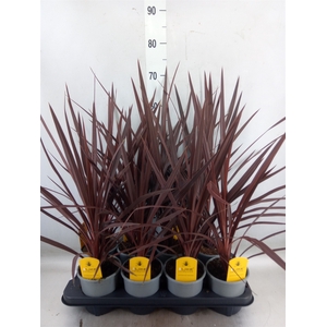 Cordyline austr. 'Red Star'