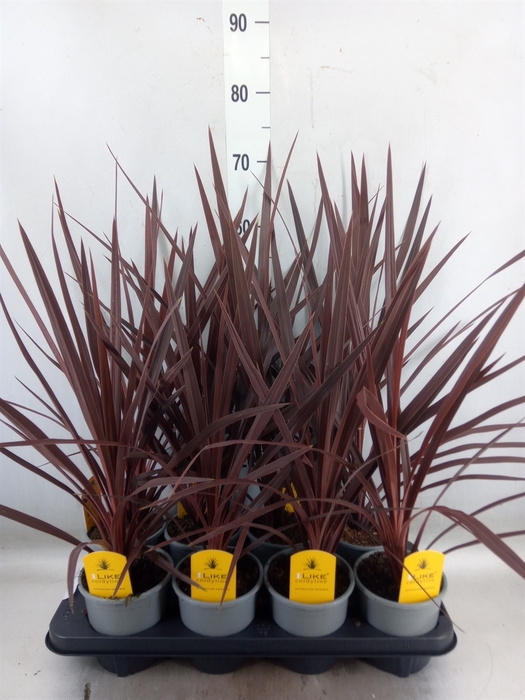 <h4>Cordyline austr. 'Red Star'</h4>