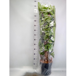 Philodendron pedatum